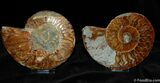 / Inch Split/Polished Ammonite Fossil #386-1